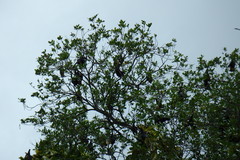 Pteropus seychellensis seychellensis