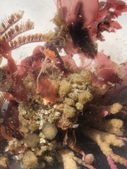 Ectopleura marina