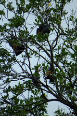 Pteropus seychellensis seychellensis