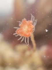 Ectopleura marina