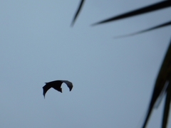 Pteropus seychellensis seychellensis