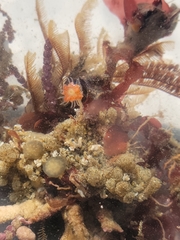 Ectopleura marina
