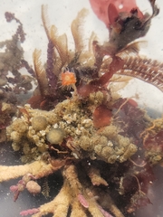 Ectopleura marina