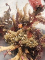 Ectopleura marina