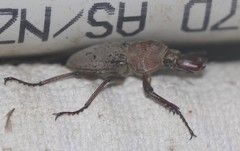 Cacostomus squamosus