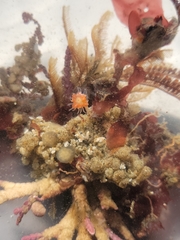 Ectopleura marina