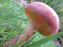 Tricholomopsis rutilans