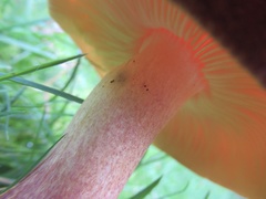 Tricholomopsis rutilans