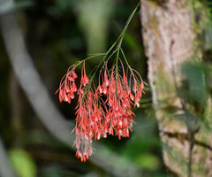 Epidendrum spathatum