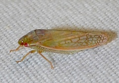 Gyponana gladia
