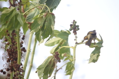 Foulehaio carunculatus
