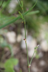 Polygonum patulum