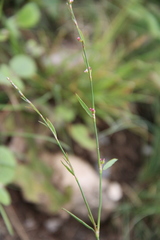 Polygonum patulum