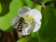 Dasysyrphus venustus
