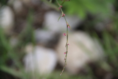 Polygonum patulum