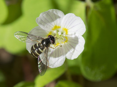 Dasysyrphus venustus