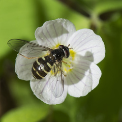 Dasysyrphus venustus