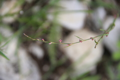 Polygonum patulum