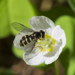 Dasysyrphus venustus