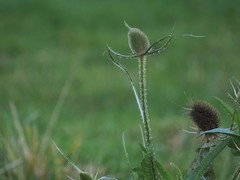 Dipsacus fullonum