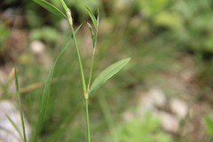 Polygonum patulum