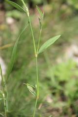 Polygonum patulum