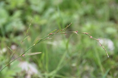 Polygonum patulum