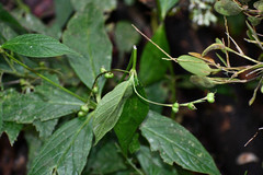 Spigelia pedunculata