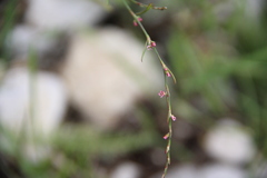 Polygonum patulum