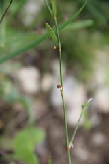 Polygonum patulum