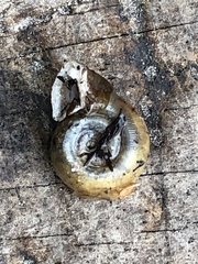 Planorbella campanulata