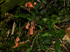 Epidendrum spathatum