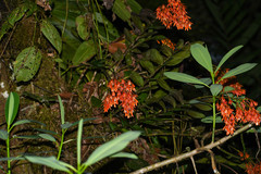 Epidendrum spathatum