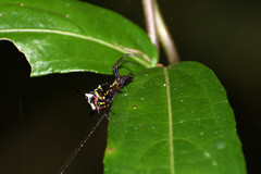 Micrathena raimondi