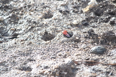 Paraleptuca crassipes