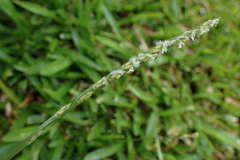 Stenotaphrum dimidiatum