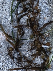 Sargassum filipendula