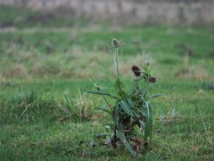 Dipsacus fullonum