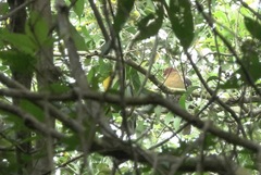 Treron fulvicollis