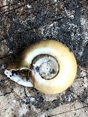 Planorbella campanulata