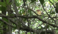 Treron fulvicollis