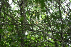 Treron fulvicollis