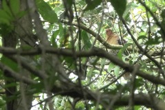 Treron fulvicollis