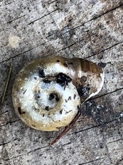 Planorbella campanulata