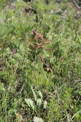 Rumex tuberosus
