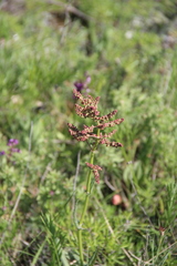 Rumex tuberosus