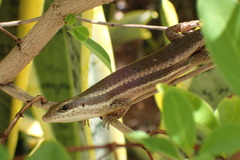 Trachylepis sechellensis
