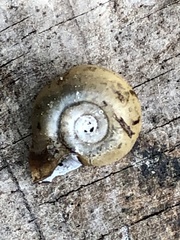 Planorbella campanulata