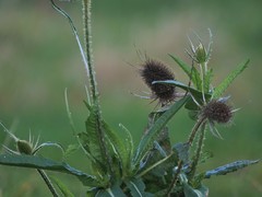 Dipsacus fullonum