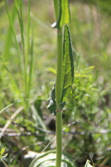 Rumex tuberosus